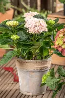 Hydrangea 'Magical'® (Hortensia) - afbeelding 4