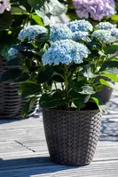 Hydrangea 'Magical'® (Hortensia) - afbeelding 5