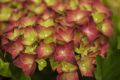 Hydrangea 'Magical'® (Hortensia) - afbeelding 1