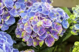 Hydrangea 'Magical'® (Hortensia) - afbeelding 3