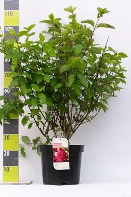 Hydrangea paniculata 'Fraise Melba' (Pluimhortensia) 80cm - afbeelding 3
