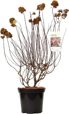 Hydrangea paniculata 'Fraise Melba' (Pluimhortensia) 80cm - afbeelding 1