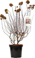 Hydrangea paniculata 'Fraise Melba' (Pluimhortensia) 80cm kopen?