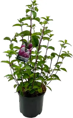 Hydrangea paniculata 'Fraise Melba' (Pluimhortensia) 80cm - afbeelding 1