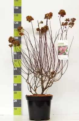 Hydrangea paniculata 'Fraise Melba' (Pluimhortensia) 80cm - afbeelding 5