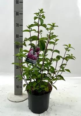 Hydrangea paniculata 'Fraise Melba' (Pluimhortensia) 80cm - afbeelding 2
