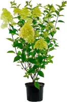 Hydrangea paniculata 'Limelight' (Pluimhortensia) 80cm - afbeelding 1