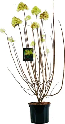 Hydrangea paniculata 'Limelight' (Pluimhortensia) 80cm - afbeelding 4