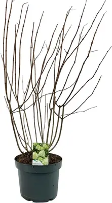 Hydrangea paniculata 'Limelight' (Pluimhortensia) 80cm - afbeelding 2