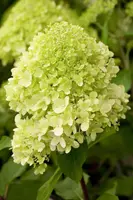 Hydrangea paniculata 'Limelight'(s) (Pluimhortensia 'Limelight') - afbeelding 2