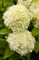 Hydrangea paniculata 'Limelight'(s) (Pluimhortensia 'Limelight') - afbeelding 4