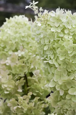 Hydrangea paniculata 'Limelight'(s) (Pluimhortensia 'Limelight') - afbeelding 7