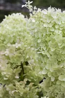 Hydrangea paniculata 'Limelight'(s) (Pluimhortensia 'Limelight') - afbeelding 7