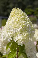 Hydrangea paniculata 'Limelight'(s) (Pluimhortensia 'Limelight') - afbeelding 8