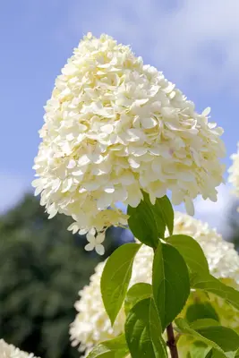 Hydrangea paniculata 'Limelight'(s) (Pluimhortensia 'Limelight') - afbeelding 10