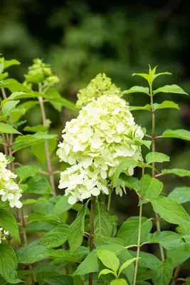 Hydrangea paniculata 'Limelight'(s) (Pluimhortensia 'Limelight') - afbeelding 22