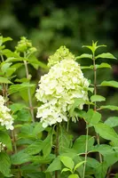 Hydrangea paniculata 'Limelight'(s) (Pluimhortensia 'Limelight') - afbeelding 22