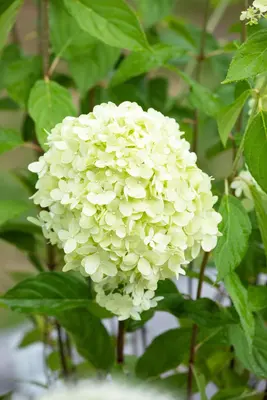 Hydrangea paniculata 'Limelight'(s) (Pluimhortensia 'Limelight') - afbeelding 23