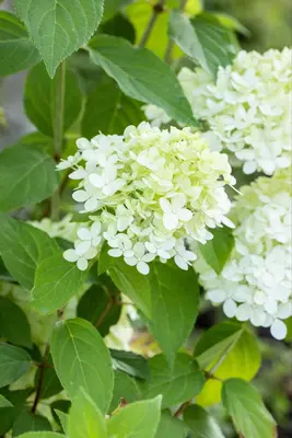 Hydrangea paniculata 'Limelight'(s) (Pluimhortensia 'Limelight') - afbeelding 25
