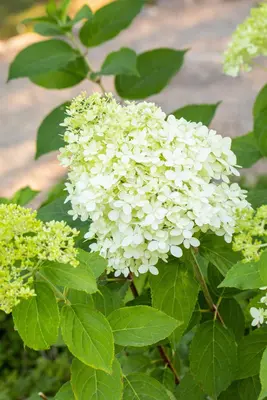 Hydrangea paniculata 'Limelight'(s) (Pluimhortensia 'Limelight') - afbeelding 26