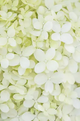 Hydrangea paniculata 'Limelight'(s) (Pluimhortensia 'Limelight') - afbeelding 28