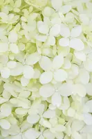Hydrangea paniculata 'Limelight'(s) (Pluimhortensia 'Limelight') - afbeelding 28