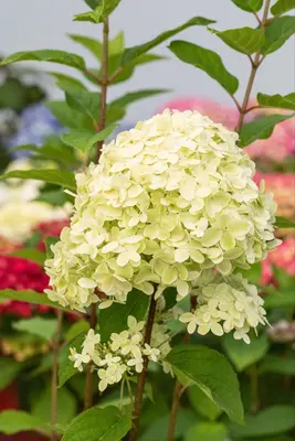 Hydrangea paniculata 'Limelight'(s) (Pluimhortensia 'Limelight') - afbeelding 29