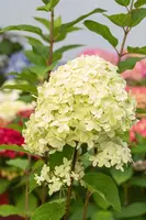 Hydrangea paniculata 'Limelight'(s) (Pluimhortensia 'Limelight') - afbeelding 29