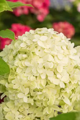 Hydrangea paniculata 'Limelight'(s) (Pluimhortensia 'Limelight') - afbeelding 30