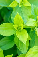 Hydrangea paniculata 'Limelight'(s) (Pluimhortensia 'Limelight') - afbeelding 35
