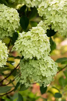 Hydrangea paniculata 'Limelight'(s) (Pluimhortensia 'Limelight') - afbeelding 43