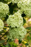 Hydrangea paniculata 'Limelight'(s) (Pluimhortensia 'Limelight') - afbeelding 43