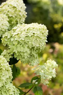 Hydrangea paniculata 'Limelight'(s) (Pluimhortensia 'Limelight') - afbeelding 44
