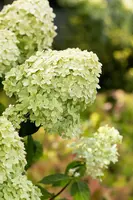 Hydrangea paniculata 'Limelight'(s) (Pluimhortensia 'Limelight') - afbeelding 44