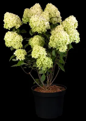 Hydrangea paniculata 'Limelight'(s) (Pluimhortensia 'Limelight') - afbeelding 37
