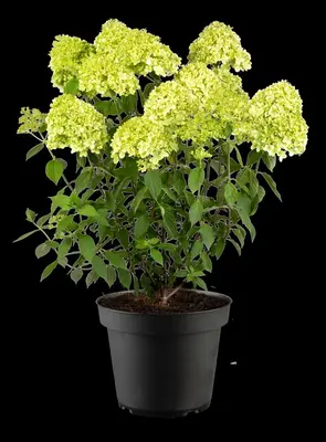 Hydrangea paniculata 'Limelight'(s) (Pluimhortensia 'Limelight') - afbeelding 36