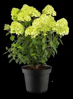 Hydrangea paniculata 'Limelight'(s) (Pluimhortensia 'Limelight') - afbeelding 36