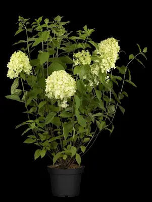 Hydrangea paniculata 'Limelight'(s) (Pluimhortensia 'Limelight') - afbeelding 12