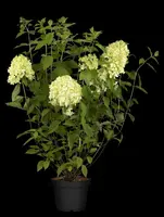 Hydrangea paniculata 'Limelight'(s) (Pluimhortensia 'Limelight') - afbeelding 12