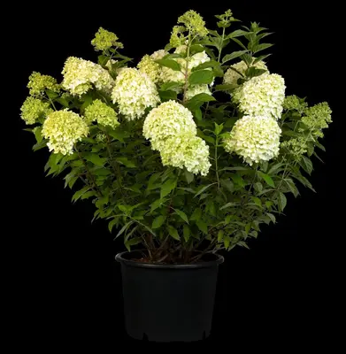 Hydrangea paniculata 'Limelight'(s) (Pluimhortensia 'Limelight') - afbeelding 38