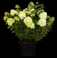 Hydrangea paniculata 'Limelight'(s) (Pluimhortensia 'Limelight') - afbeelding 38