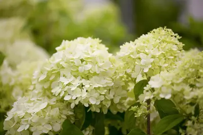 Hydrangea paniculata 'Limelight'(s) (Pluimhortensia 'Limelight') - afbeelding 3