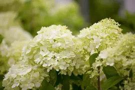 Hydrangea paniculata 'Limelight'(s) (Pluimhortensia 'Limelight') - afbeelding 3
