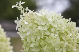 Hydrangea paniculata 'Limelight'(s) (Pluimhortensia 'Limelight') - afbeelding 5