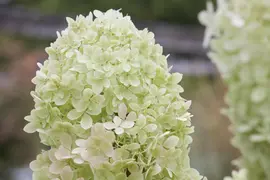 Hydrangea paniculata 'Limelight'(s) (Pluimhortensia 'Limelight') - afbeelding 6