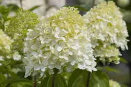 Hydrangea paniculata 'Limelight'(s) (Pluimhortensia 'Limelight') - afbeelding 11