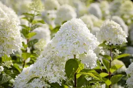 Hydrangea paniculata 'Limelight'(s) (Pluimhortensia 'Limelight') - afbeelding 13