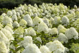 Hydrangea paniculata 'Limelight'(s) (Pluimhortensia 'Limelight') - afbeelding 14