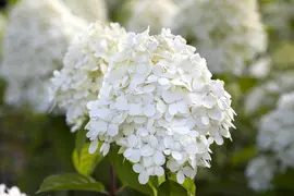 Hydrangea paniculata 'Limelight'(s) (Pluimhortensia 'Limelight') - afbeelding 15