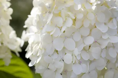 Hydrangea paniculata 'Limelight'(s) (Pluimhortensia 'Limelight') - afbeelding 16